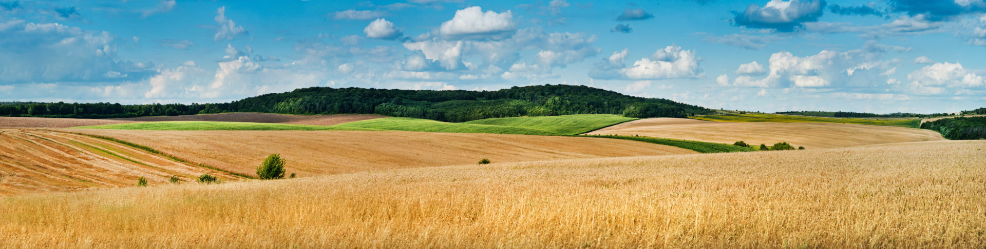 beautiful landscape panoramic view of wheat field, ears and yellow and green hills