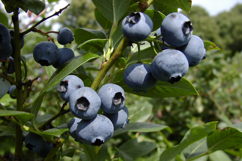 Blaubeeren am Strauch