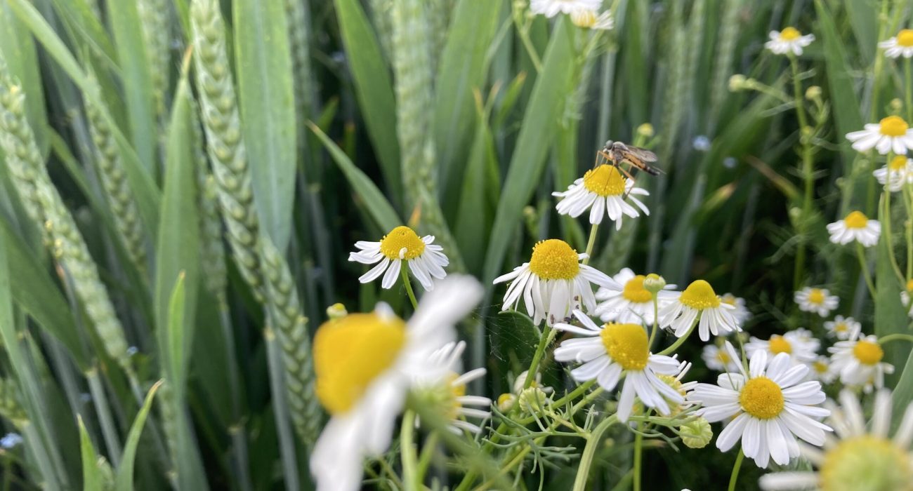 20210610_Winterweizen_NAN