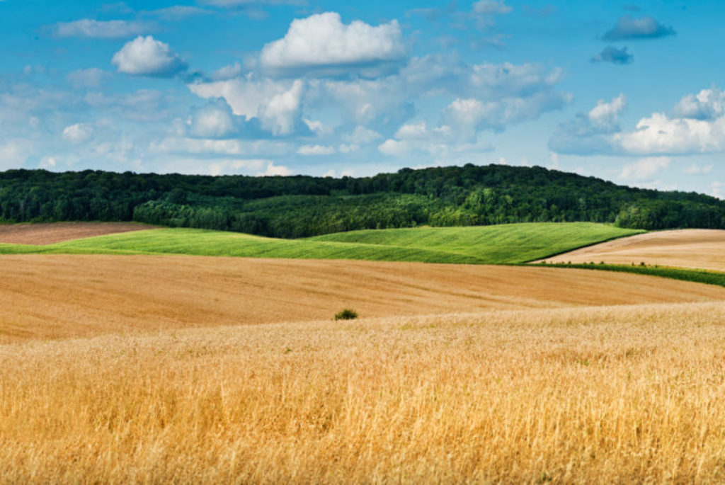 beautiful landscape panoramic view of wheat field, ears and yellow and green hills