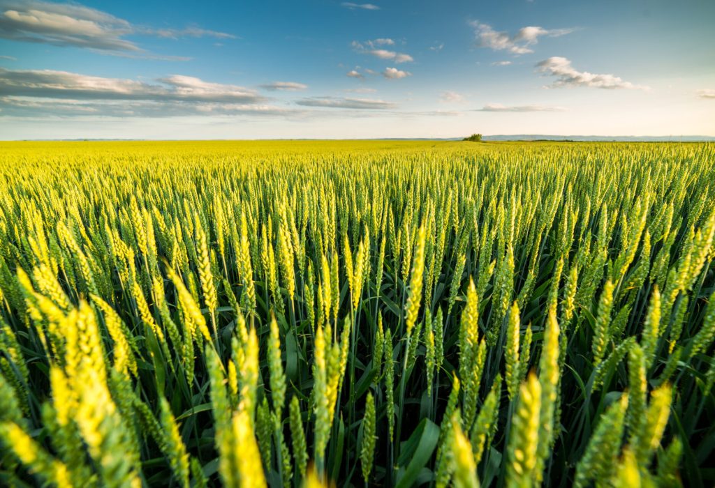 Green field of sprouting wheat