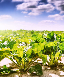 Summer landscape. Agricultural field with growing sugar beet