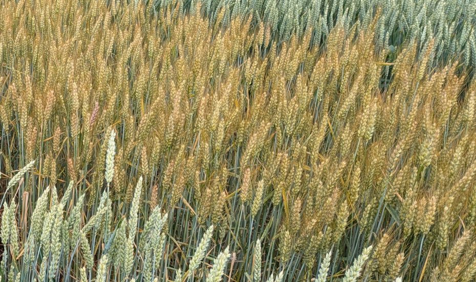 Foto2B_Getreide_Tempel